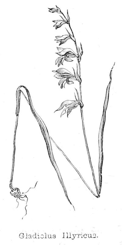 Gladiolus Illyricus by Walter Crane